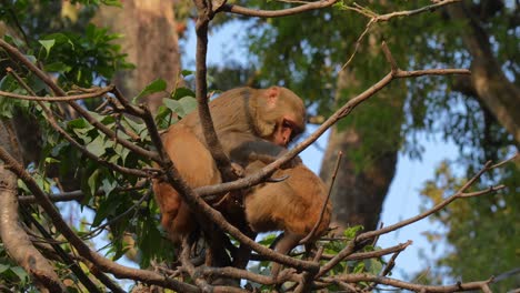 two rhesus macaque monkeys sitting in a tree picking each other