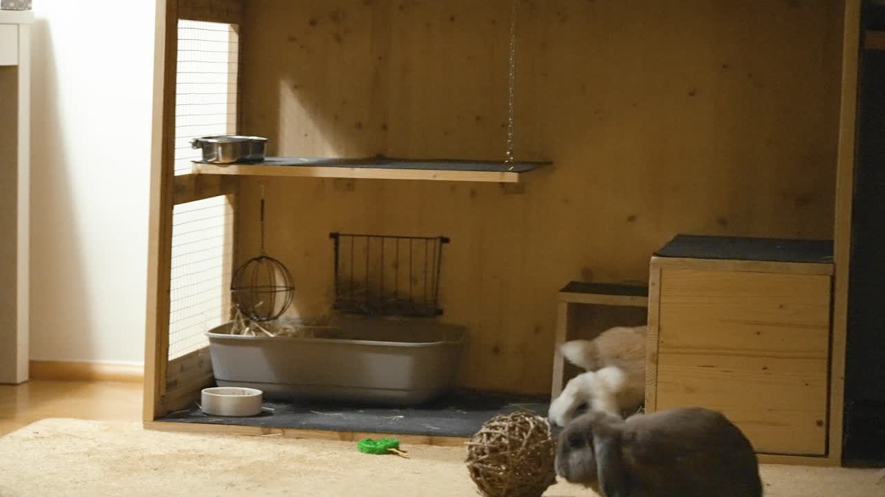 행복한 토끼, 늦은 저녁 시간에 uhd, 슬로우 모션으로 뛰어다니고 뛰어다닙니다.