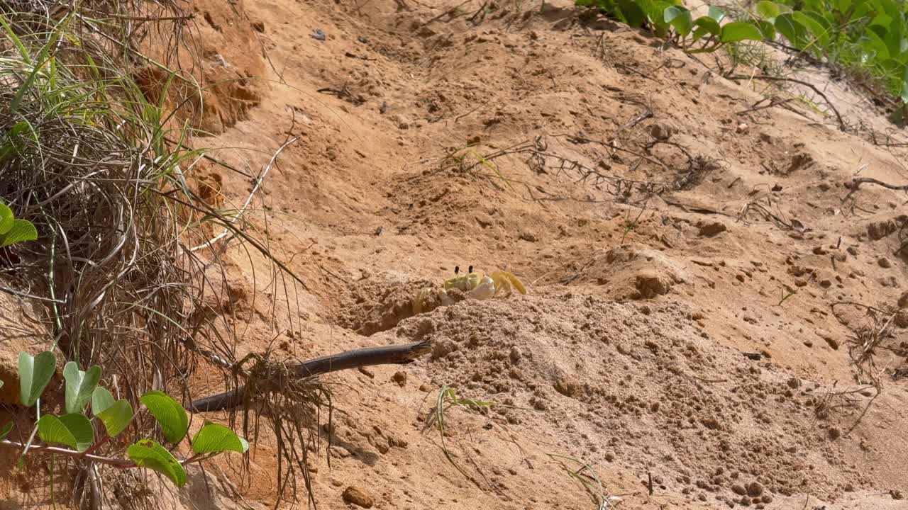 Liten sandkrabba kommer upp ur sin håla på en tropisk stranddyn, scen med vilda djurs beteende.
