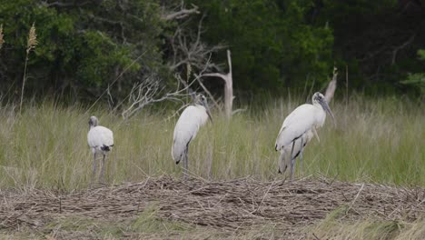 pájaros de cigüeña de madera en un grupo