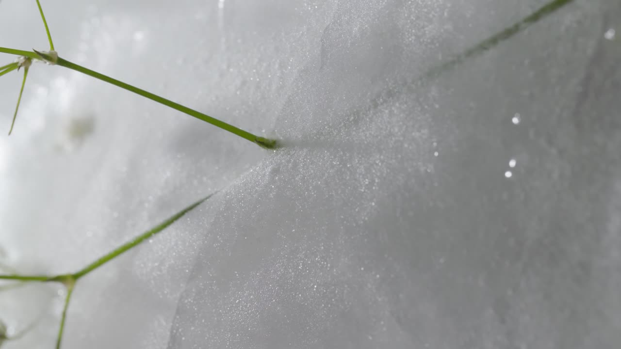 абстрактный макро снимок замороженного цвета