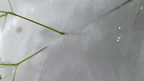 fotografía macro abstracta de una flor congelada