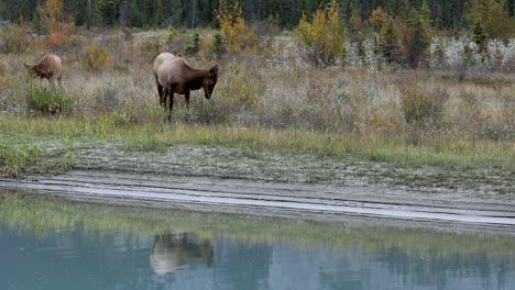 Two-beautiful-female-elk-standing-in-grassy-field-eating-grass