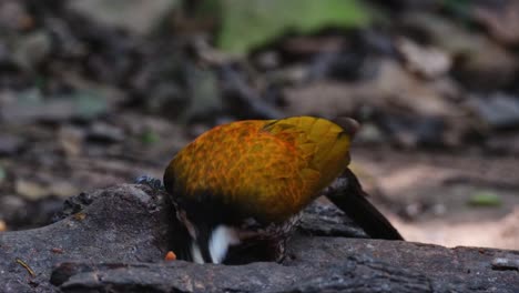 mirando hacia la izquierda comiendo algo de comida del agujero de un tronco en el suelo mientras la cámara hace zoom, flameback dinopium javanense común, hembra, tailandia