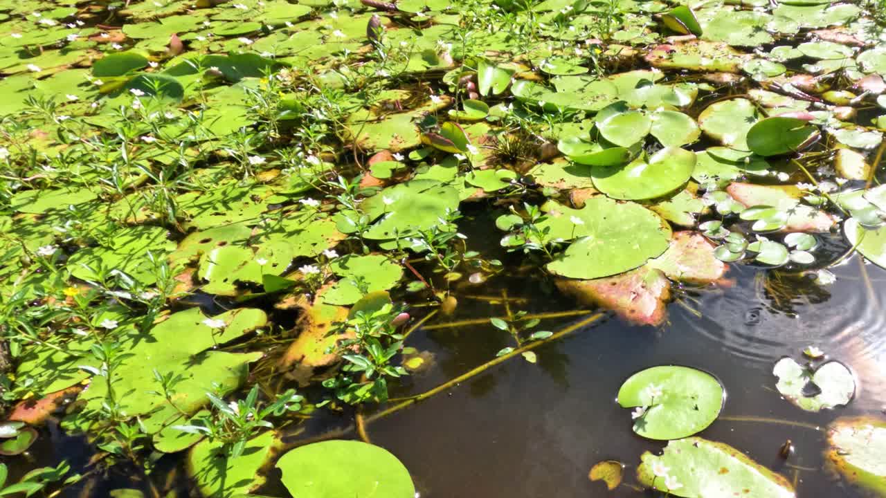 물 위 에 부드럽게 떠다니는 로터스 잎 과 꽃