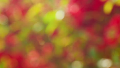 fondo de resorte abstracto con bokeh