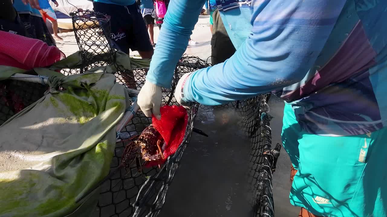 Fishermen Catching a Large Lobster in a Trap