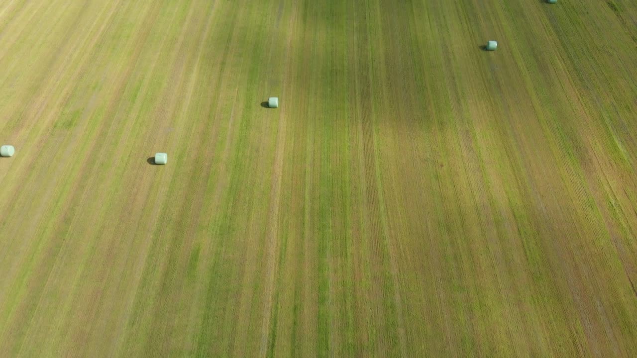 봄 시즌 에 풀 에 있는 어리 들 의 공중 사진