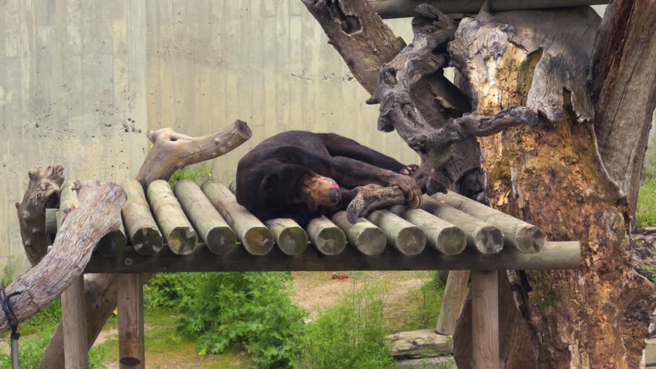 Malayan sun bear resting on a wooden platform inside its enclosure. The animal appears to be in deep sleep, curled up next to logs and surrounded by natural textures like wood and bark