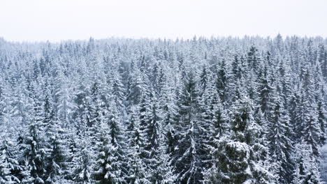 aerial shot of snowcovered forest landscape. snowing lightly