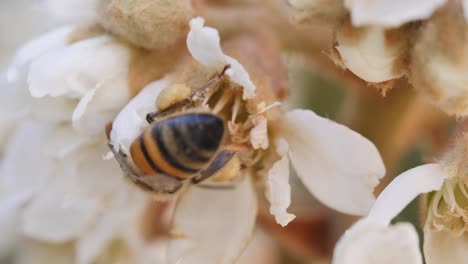 Macro-Vista-Trasera-De-Una-Abeja-Recogiendo-Polen-De-Flores-Blancas