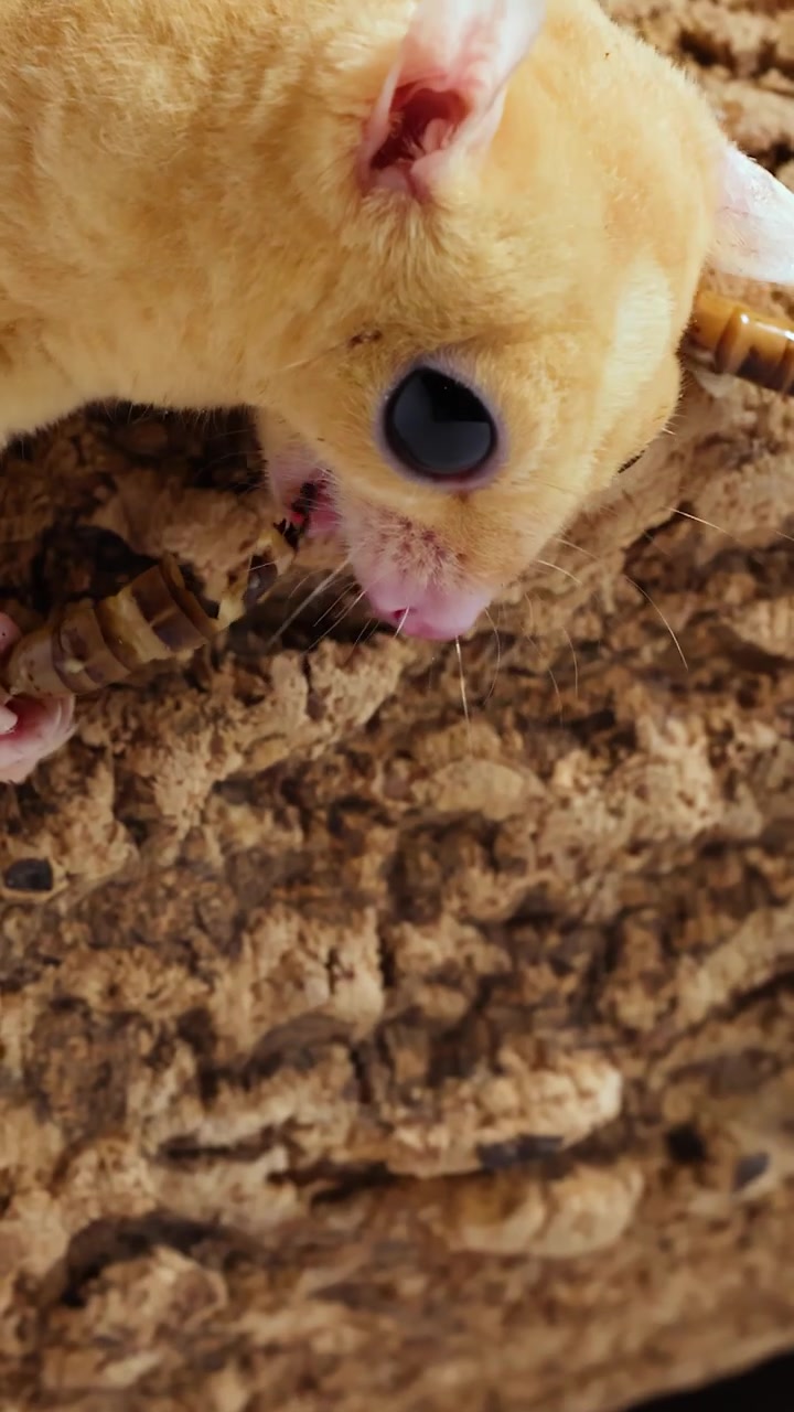 Un petauro dello zucchero color crema mangia una larva della farina mentre è appollaiato su una corteccia d'albero ruvida.