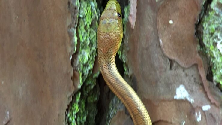 A yellow rat snake slithers through a tree in the Florida Everglades 2