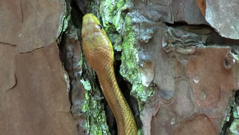 a yellow rat snake slithers through a tree in the florida everglades 2