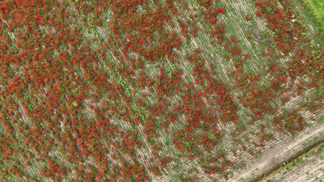 Rotating aerial drone shot over farmland reveals dense rows of tomato plants with red ripe fruits and green foliage, highlighting agriculture, seasonal harvest, and sustainable food production