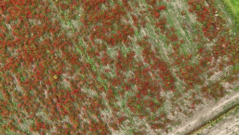 rotating aerial drone shot over farmland reveals dense rows of tomato plants with red ripe fruits and green foliage, highlighting agriculture, seasonal harvest, and sustainable food production