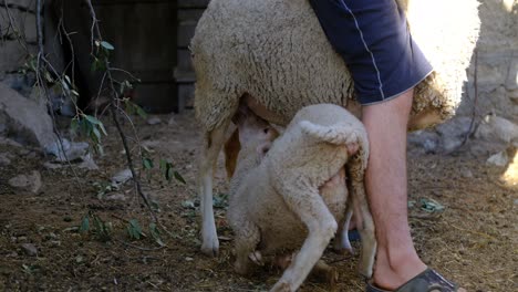 Lamb-sucking-mother