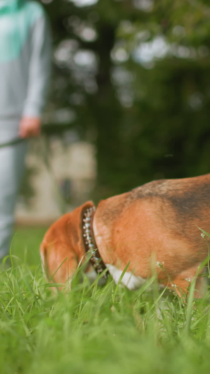 primo piano di un beagle che annusa l'erba alta con un proprietario sfocato sullo sfondo, naso concentrato che esplora la scia olfattiva, collare borchiato visibile, atmosfera da addestramento investigativo, espressione attenta, giardino del parco