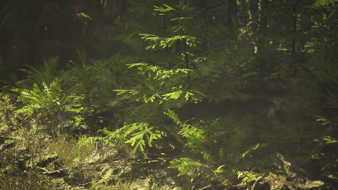 Alberi ombrosi con la luce bassa del sole creano un'atmosfera forestale intima e segreta.