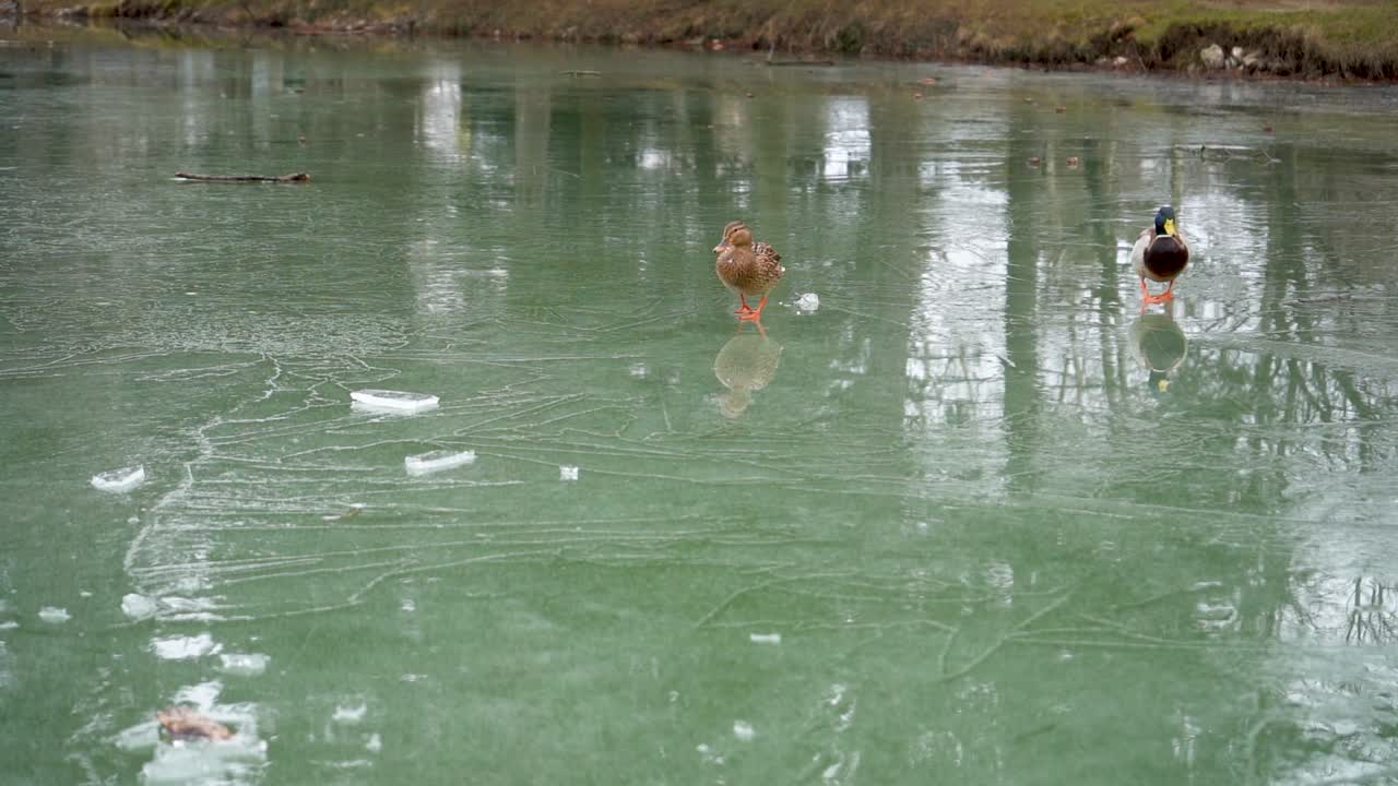 Ducks Walking On Ice, on a Frozen Lake