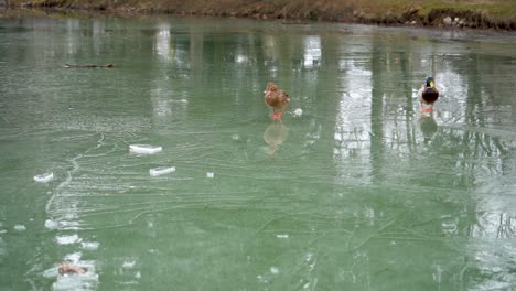 Patos-Caminando-Sobre-Hielo,-En-Un-Lago-Congelado