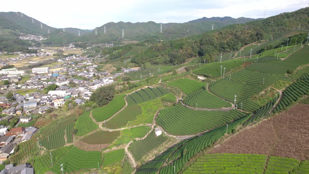 Aerial Establishing fly Green Matcha Terraces in Wazuka Town, Uji Tea Region, Daylight Landscape