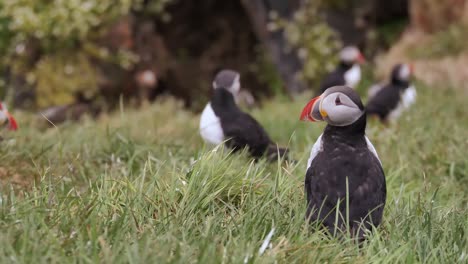 Papageientaucher-Auf-Den-Westfjorden-Islands,-Der-Vom-Grünen-Gras-Abhebt