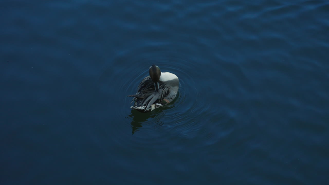 수컷 고방 오리 - 잔잔한 물에 떠있는 동안 스스로 손질하는 북부 고방 오리