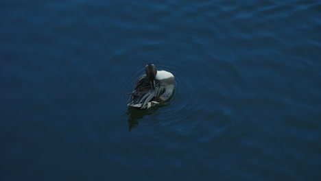 pato pintail macho - pintail del norte acicalándose mientras flota en aguas tranquilas