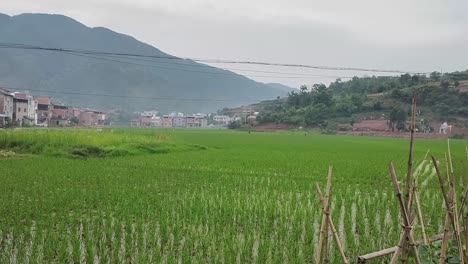 Farmers-working-in-rice-paddies