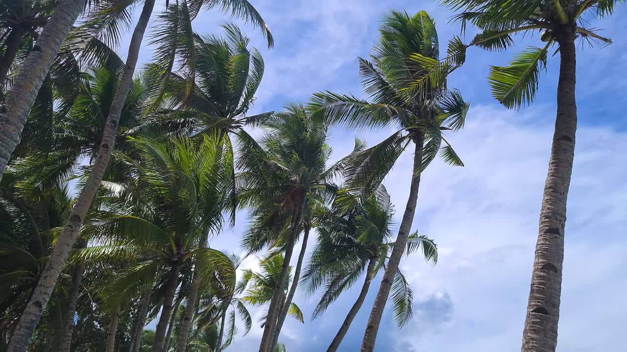Bent Palm Trees Above Beach on Summer Breeze, Boracay Island, Philippines