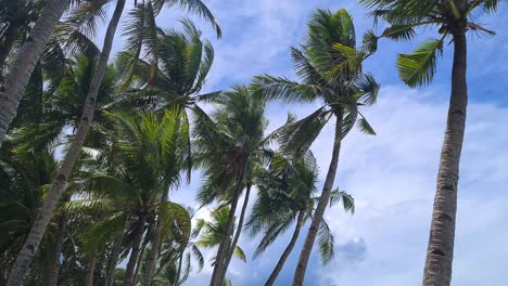 bent palm trees above beach on summer breeze, boracay island, philippines