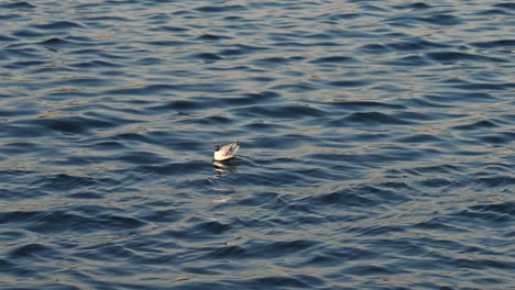 Una-Gaviota-De-Cabeza-Negra-Herida-Flota-En-El-Agua-Del-Mar-Temprano-En-La-Mañana