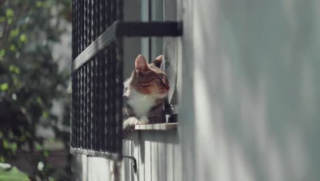 static shot of a cat chilling in the sub on a window sill