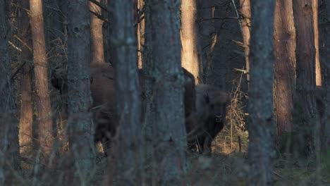 Bisonte-Salvaje-En-El-Bosque,-Bisonte-Europeo,-Polonia