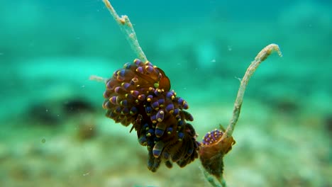 Trinchesia-Yamasui-Sea-Snail-Soft-Cerata-Sways-in-Coral-Reef-Current