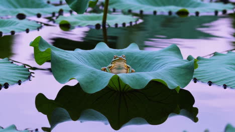 frog on a lotus leaf in a pond