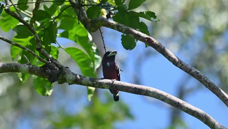 gebänderter breitschnabel, eurylaimus javanicus