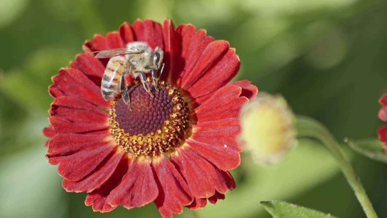 Närbild av ett bi inuti pistillerna på en röd gerbera