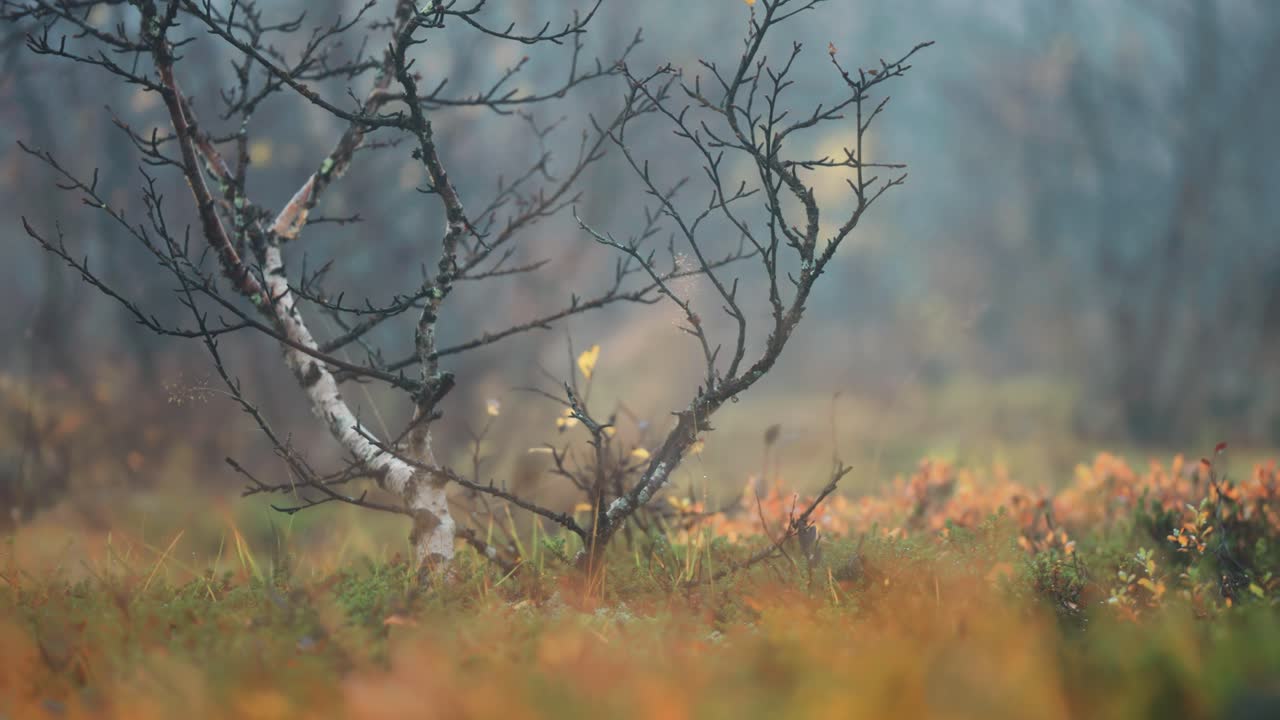 abedul sin hojas con ramas oscuras retorcidas en la tundra de otoño