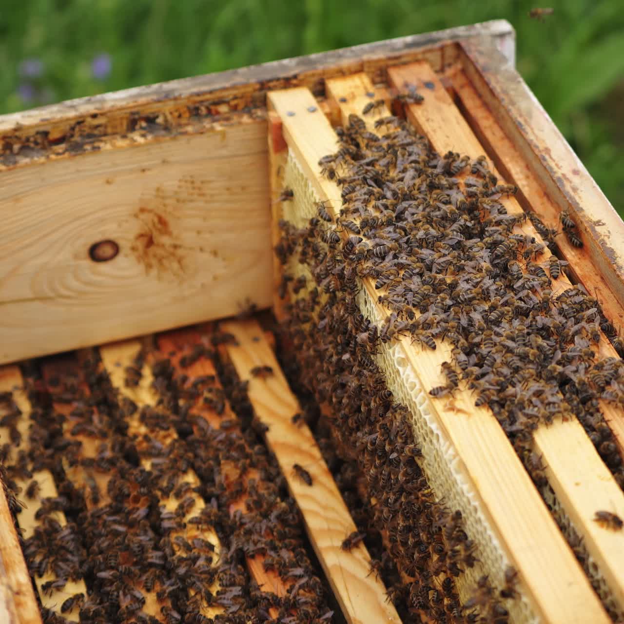 Selective focus on beehive from the top. Wooden honeyframes with many bees on it. Apiculture concept