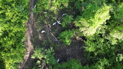 Goats-graze-and-clear-vegetation-in-a-dense-forest-area-viewed-from-above-in-daylight