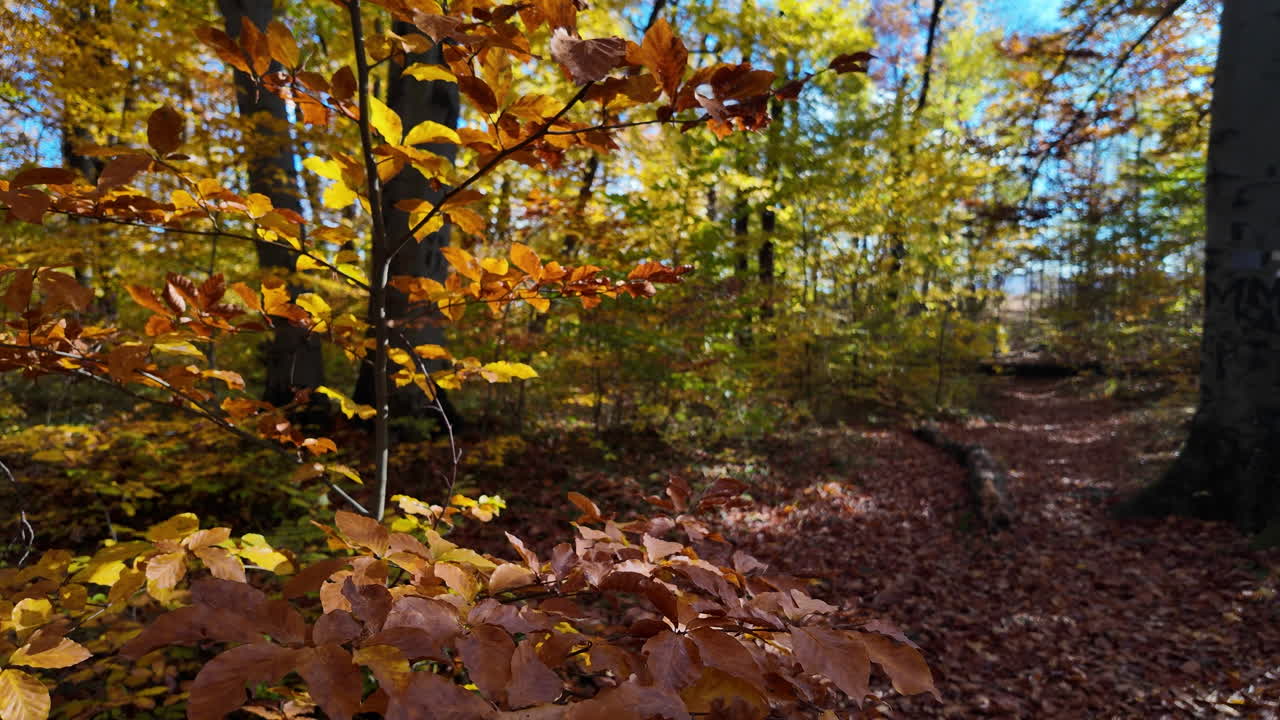 Autumn Forest with Sunlit Leaves in Warm Colors