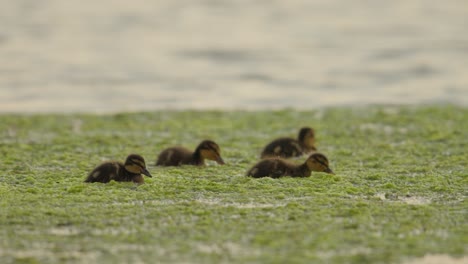 Group-of-young-ducks-foraging-surrounded-by-aquatic-vegetation,-close-up