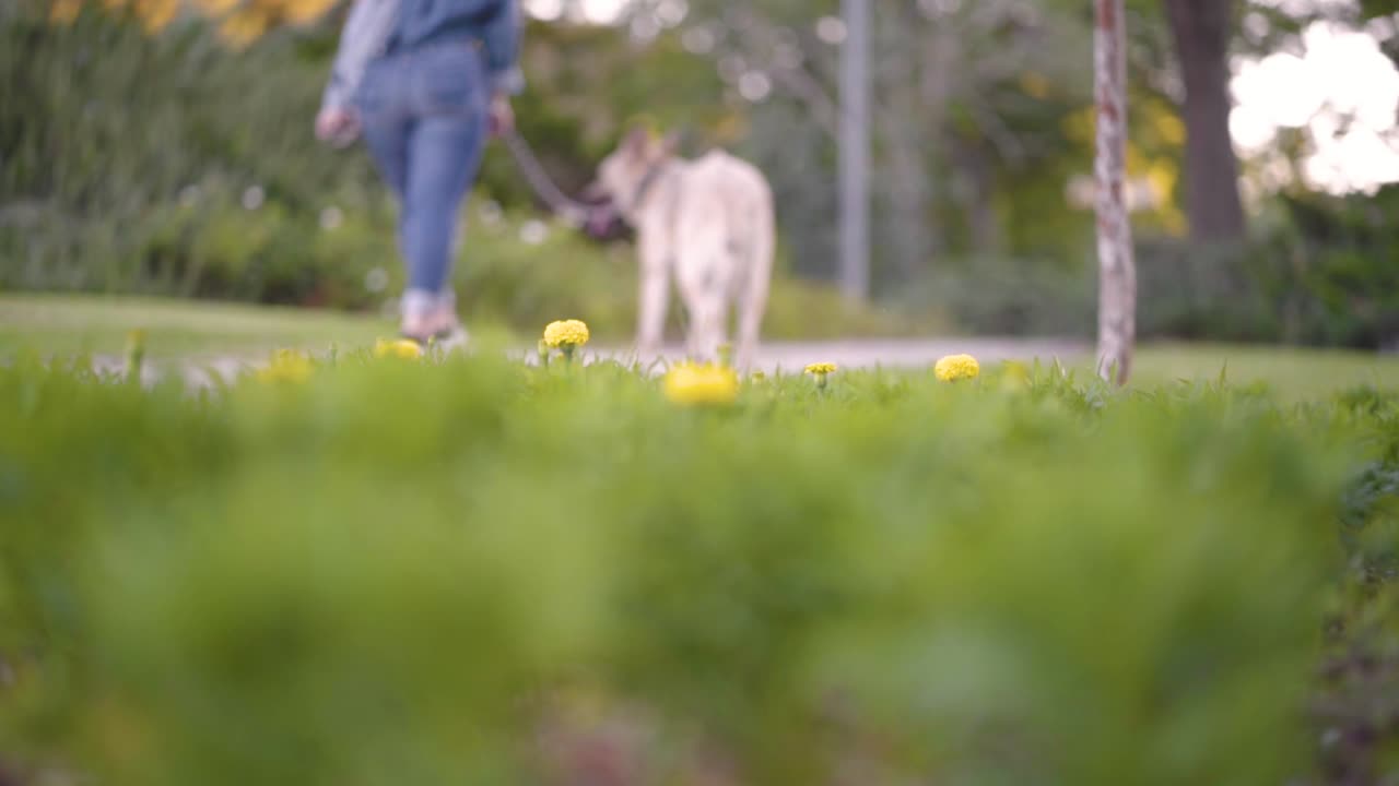flores en el parque con una niña caminando un perro en el fondo