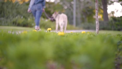 flowers in the park with a girl walking a dog in the background