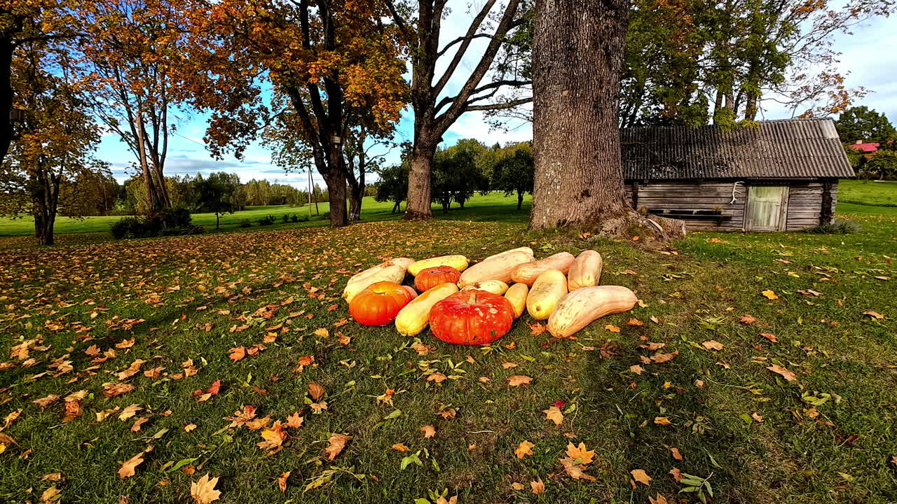 Freshly grown zucchini and pumpkin in cozy farmstead, motion view