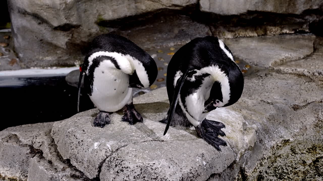 dos pingüinos africanos en la roca limpiando su plumaje