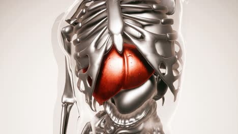 human liver model with all organs and bones