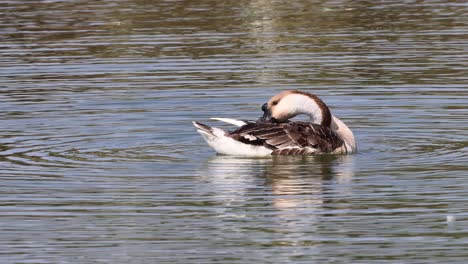 a duck cleans itself while floating on a pond.